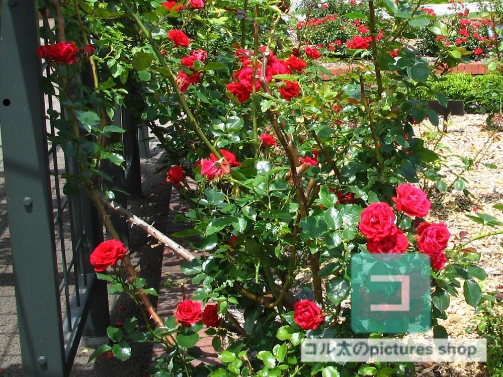 薔薇①10枚・1セット