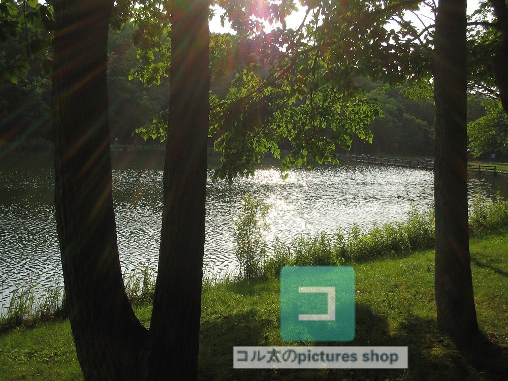 池ある風景③10枚・1セット