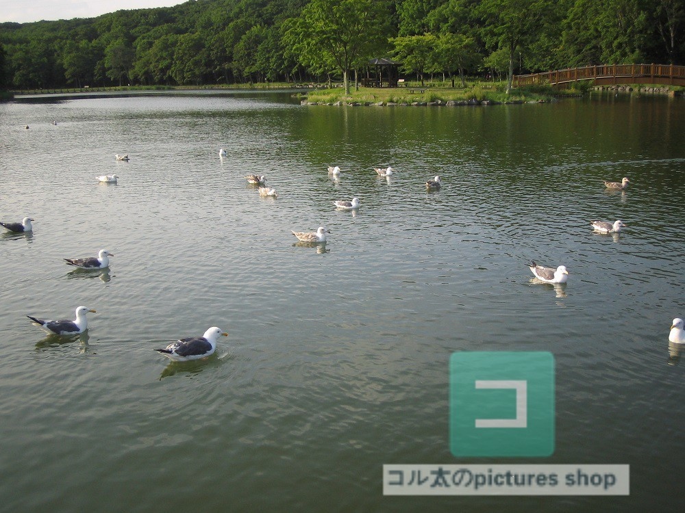 池ある風景③10枚・1セット