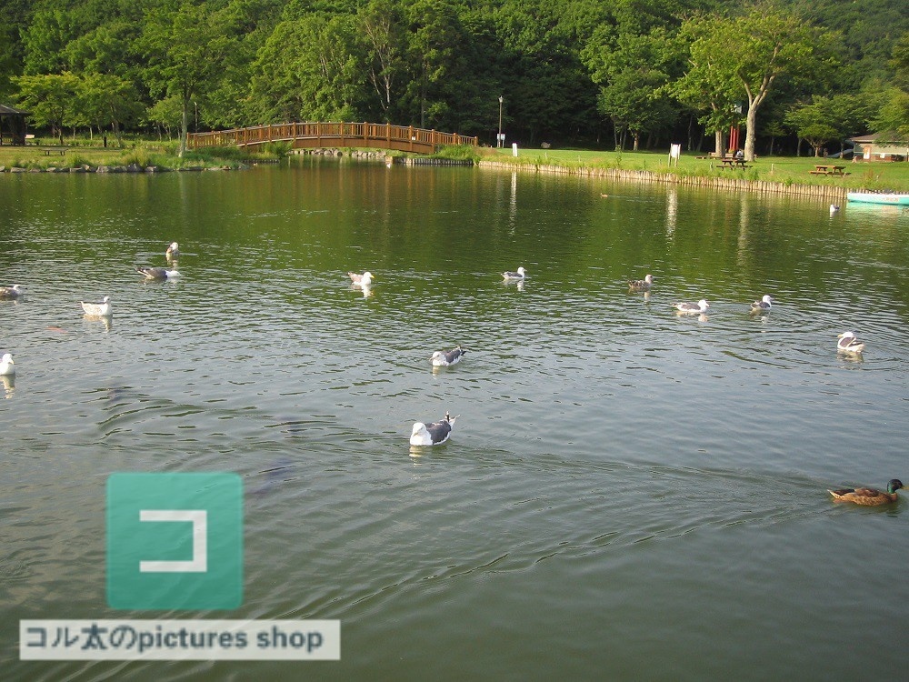 池ある風景③10枚・1セット