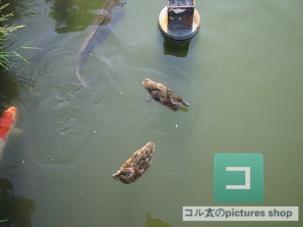 池ある風景③10枚・1セット