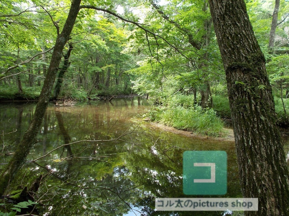 池ある風景②10枚・1セット