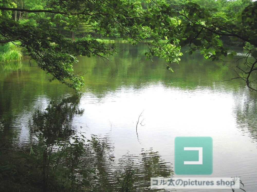 池ある風景②10枚・1セット
