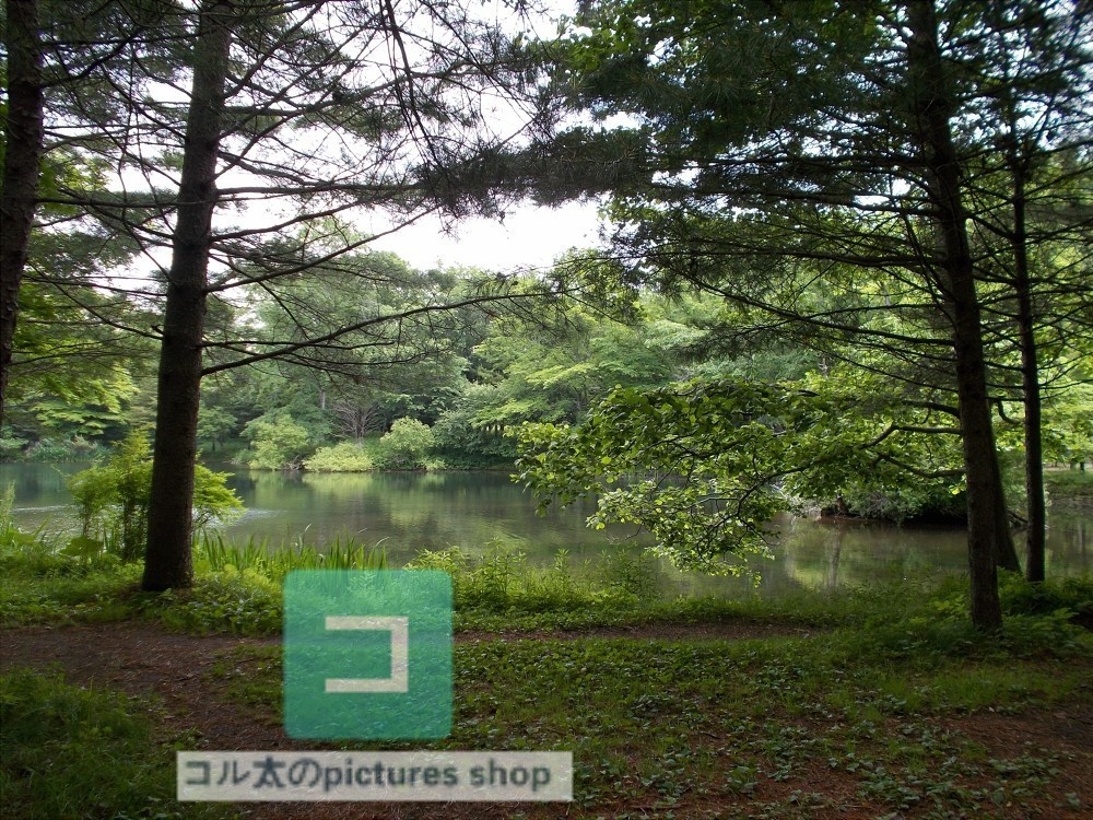 池ある風景②10枚・1セット