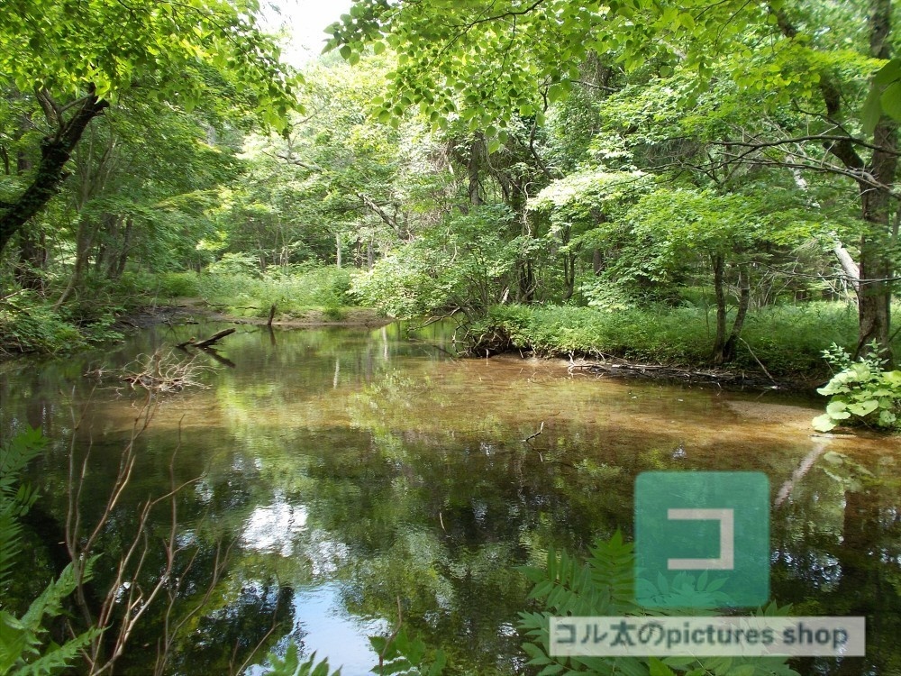 池ある風景②10枚・1セット