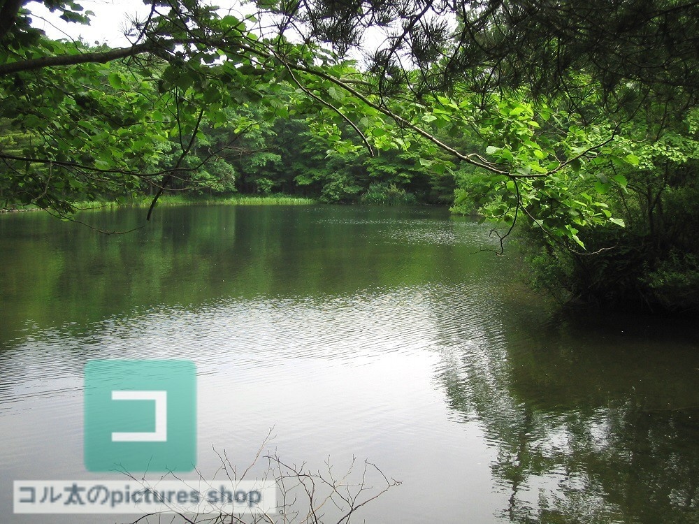 池ある風景②10枚・1セット