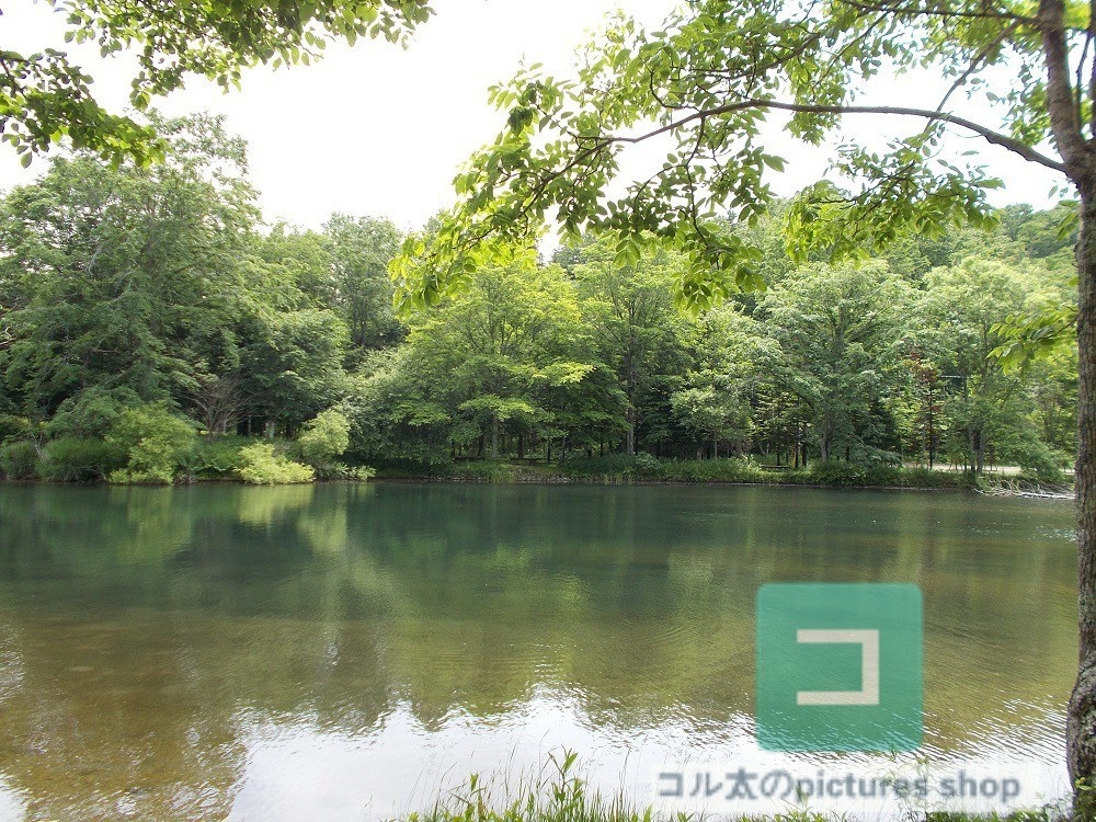 池ある風景②10枚・1セット