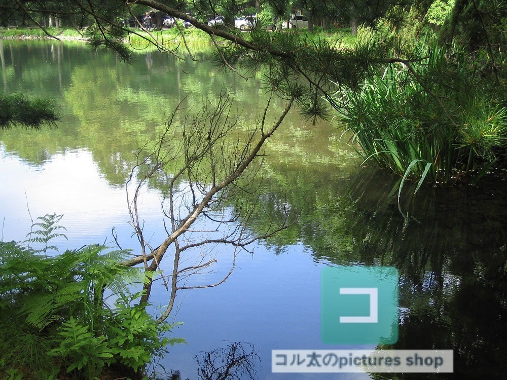 池ある風景②10枚・1セット