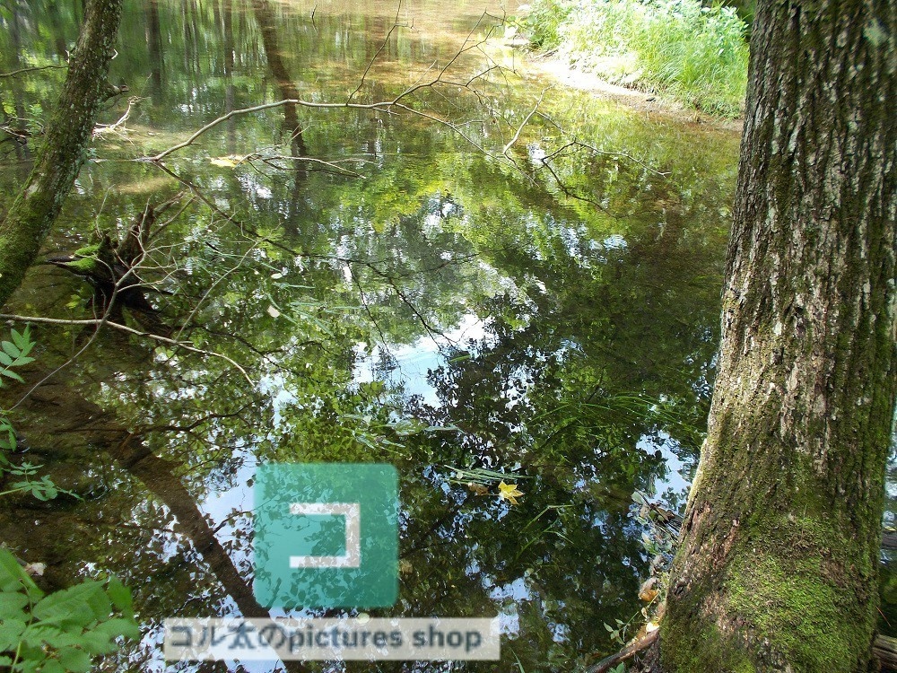 池ある風景②10枚・1セット