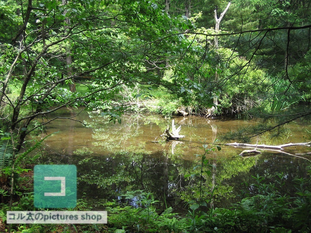 池ある風景②10枚・1セット