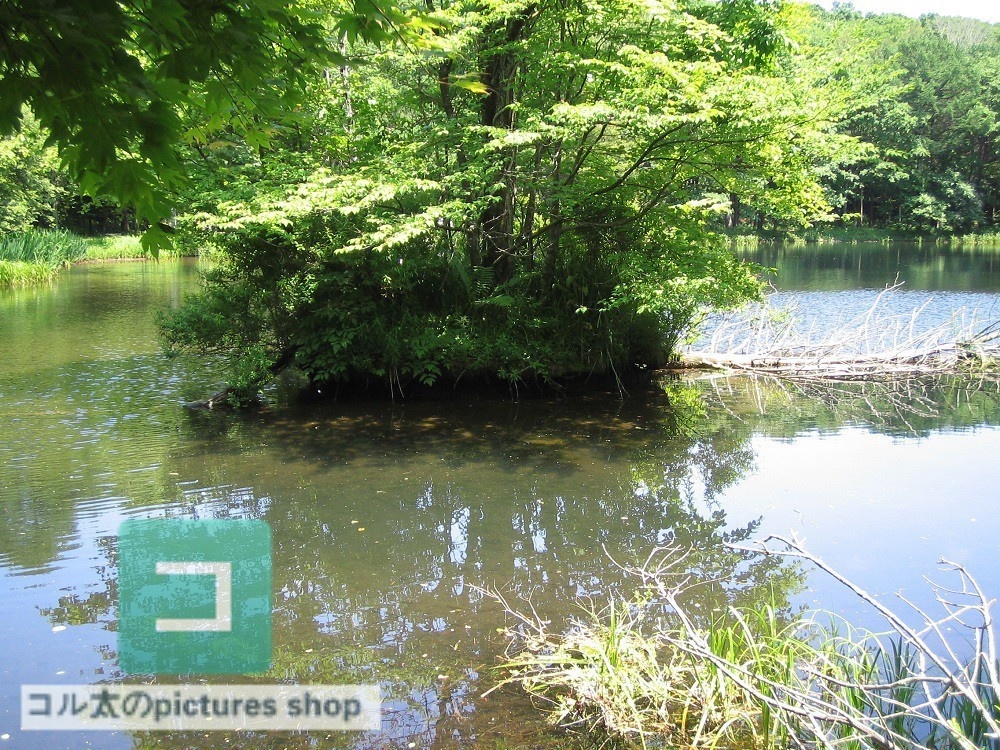 池ある風景①10枚・1セット