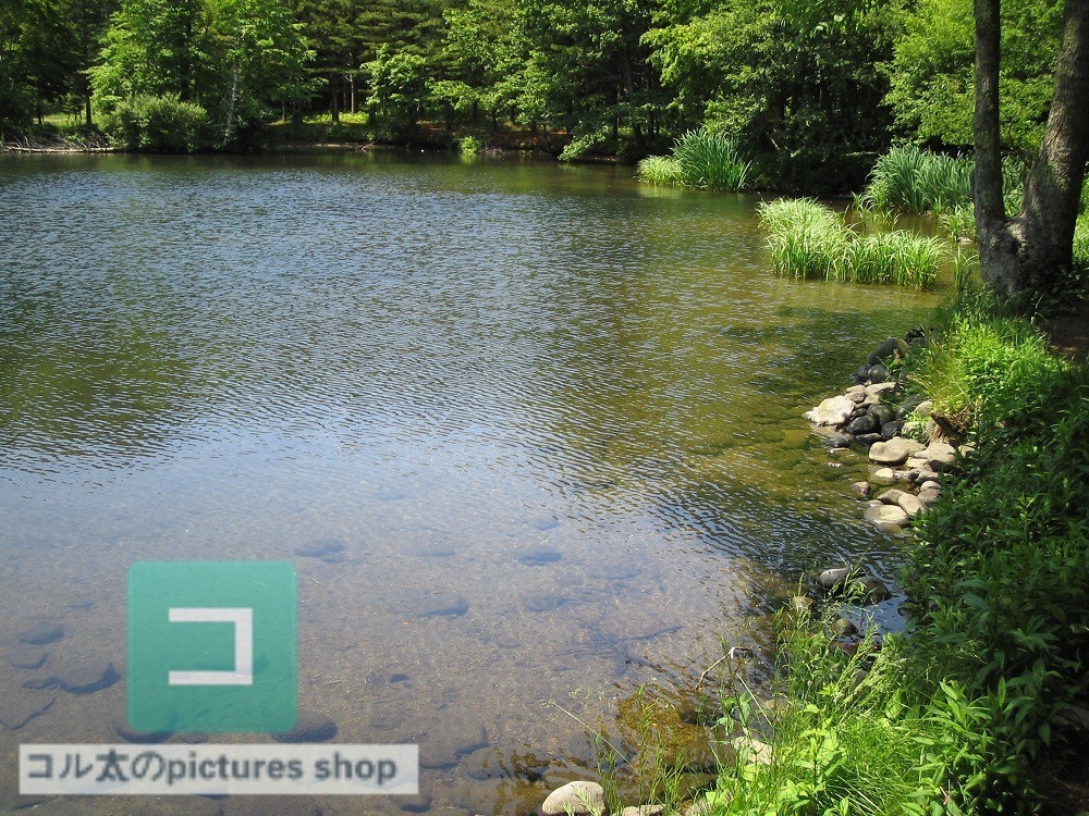 池ある風景①10枚・1セット