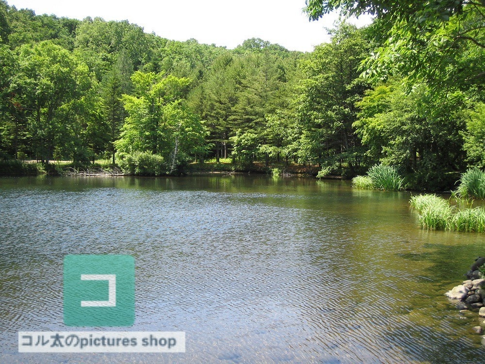 池ある風景①10枚・1セット