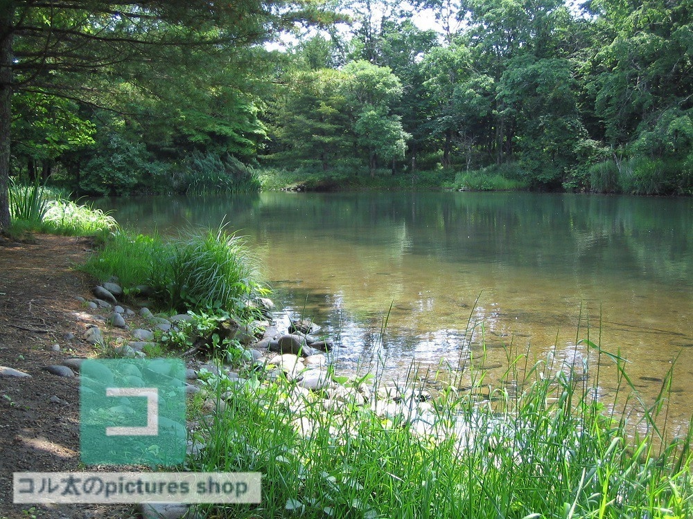 池ある風景①10枚・1セット