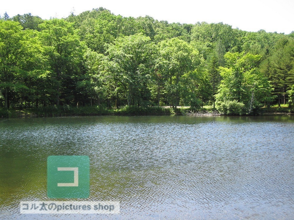 池ある風景①10枚・1セット