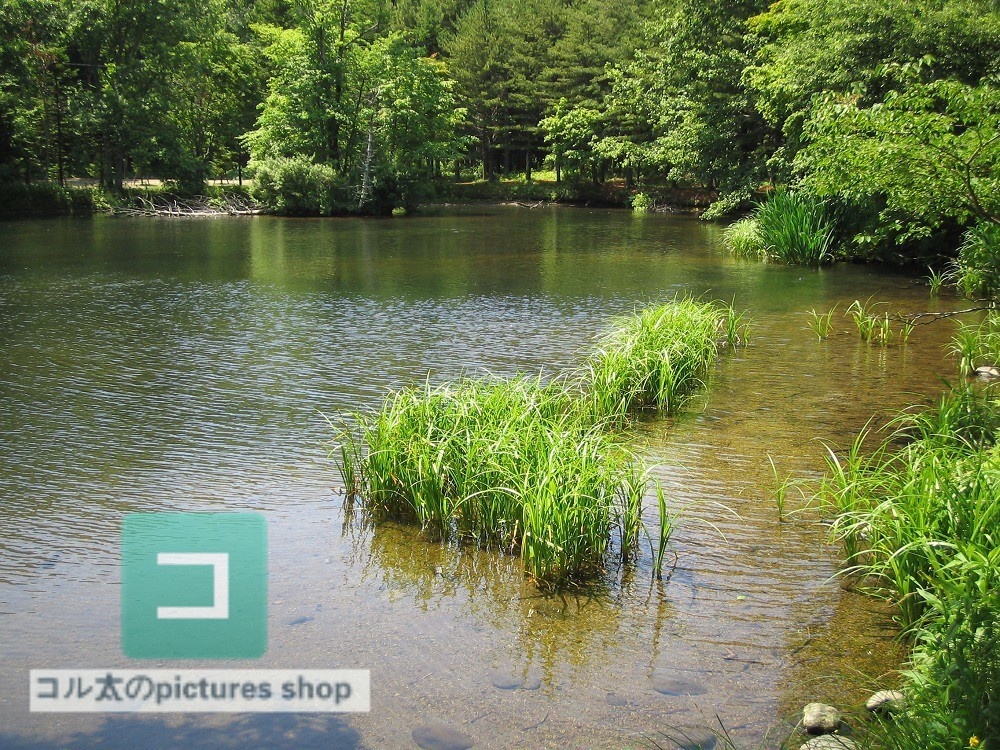 池ある風景①10枚・1セット
