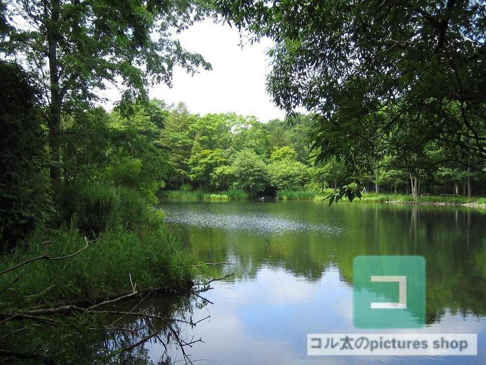 池ある風景①10枚・1セット