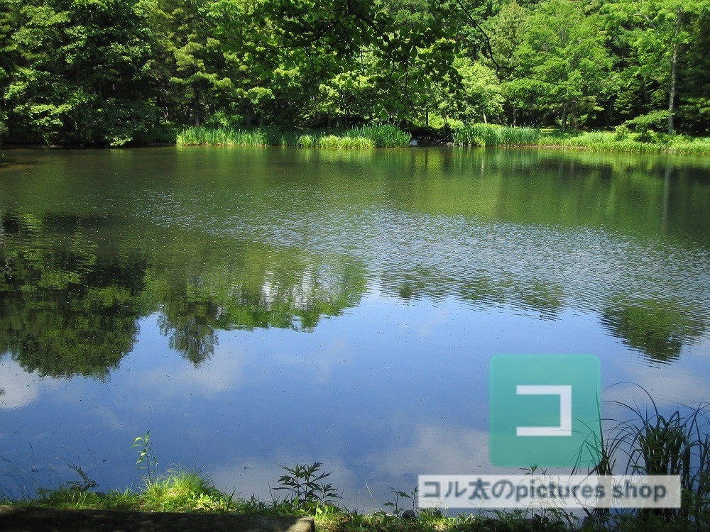 池ある風景①10枚・1セット