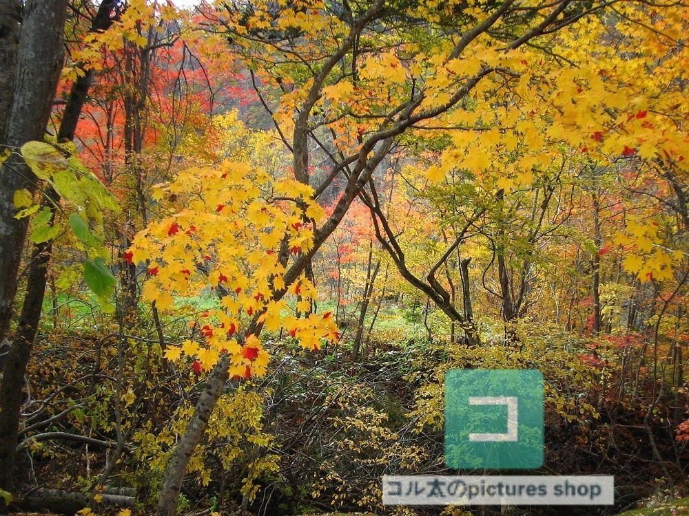 紅葉のある風景①10枚・1セット