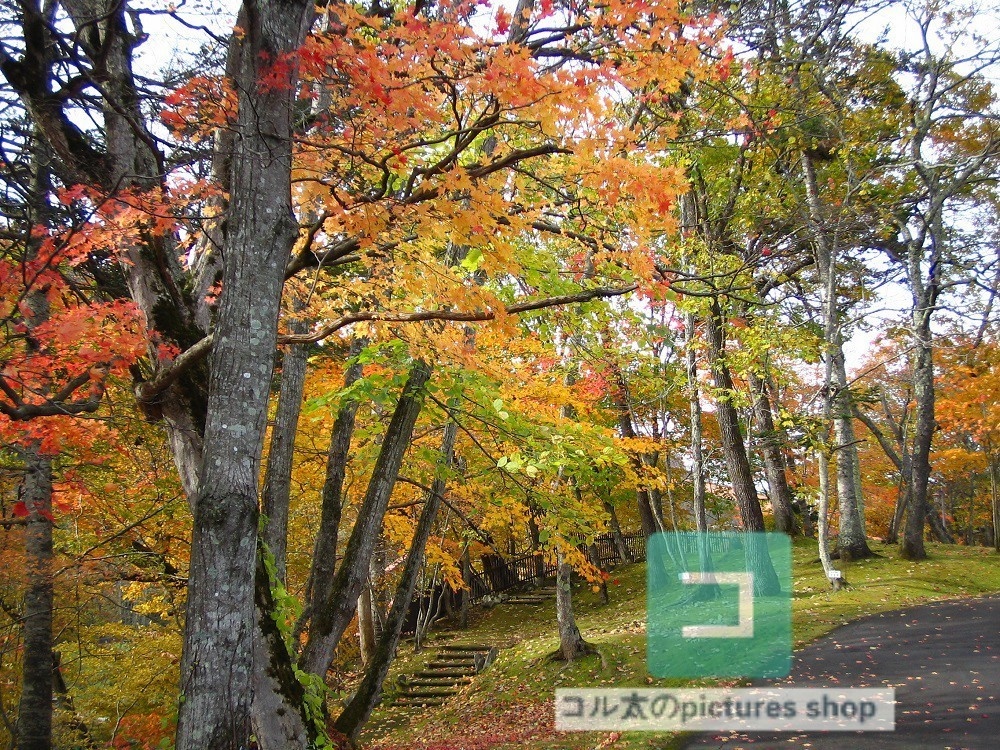 紅葉のある風景①10枚・1セット