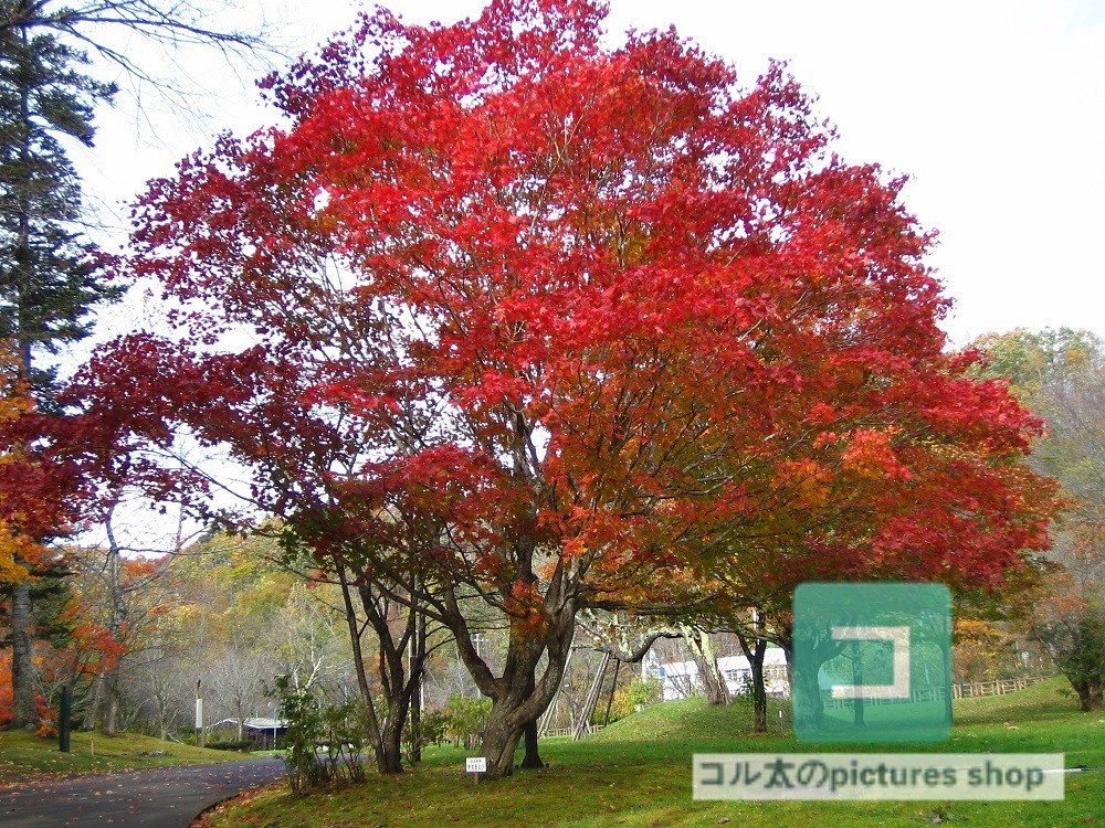 紅葉のある風景①10枚・1セット