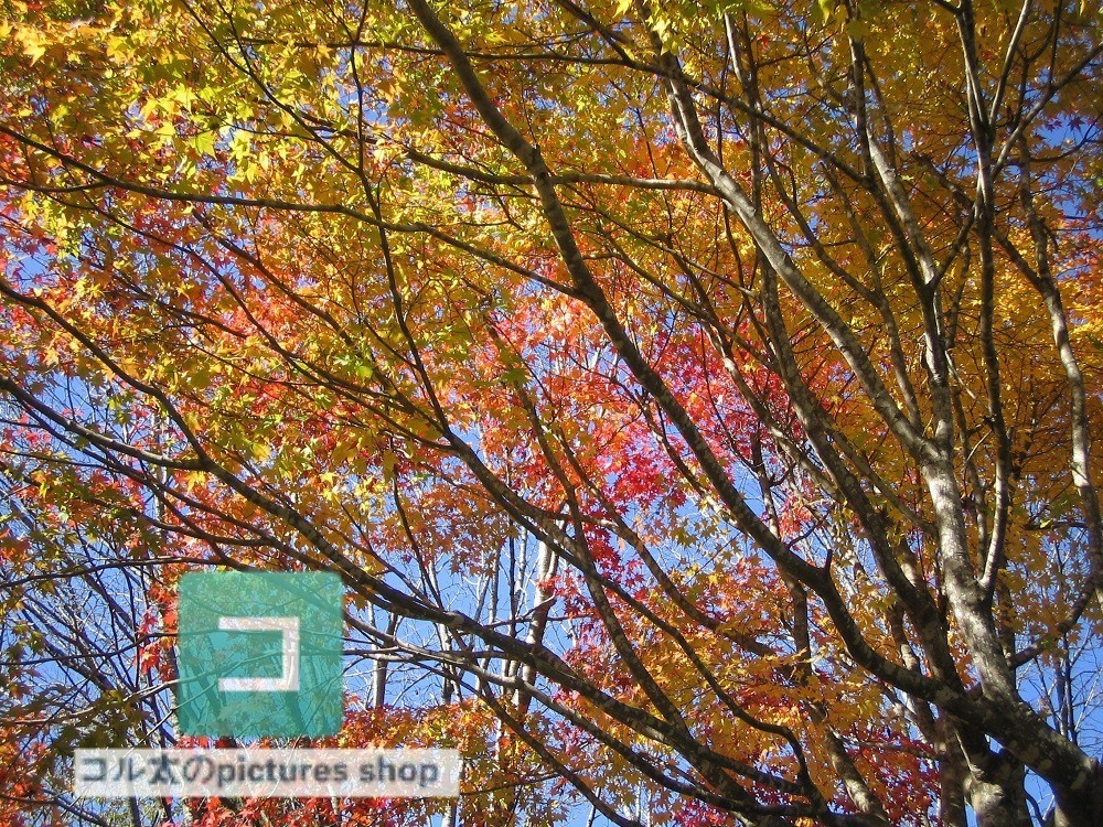 紅葉のある風景①10枚・1セット