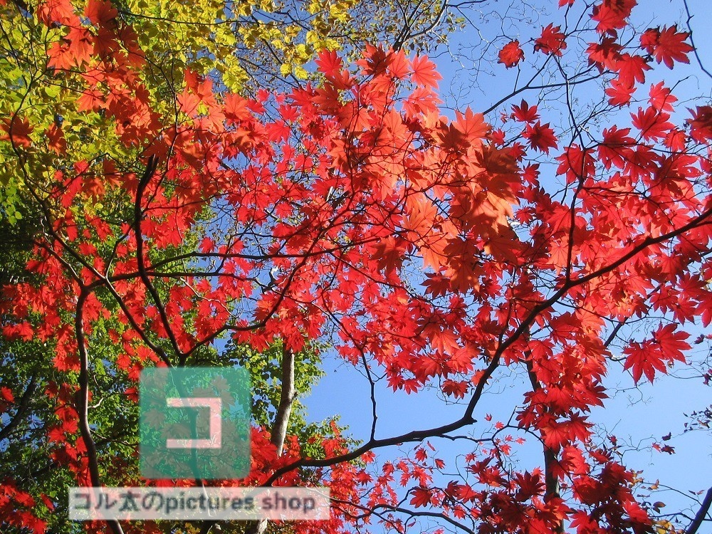 紅葉のある風景①10枚・1セット