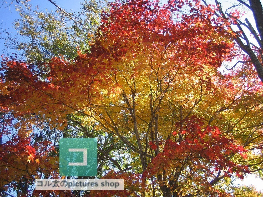 紅葉のある風景①10枚・1セット