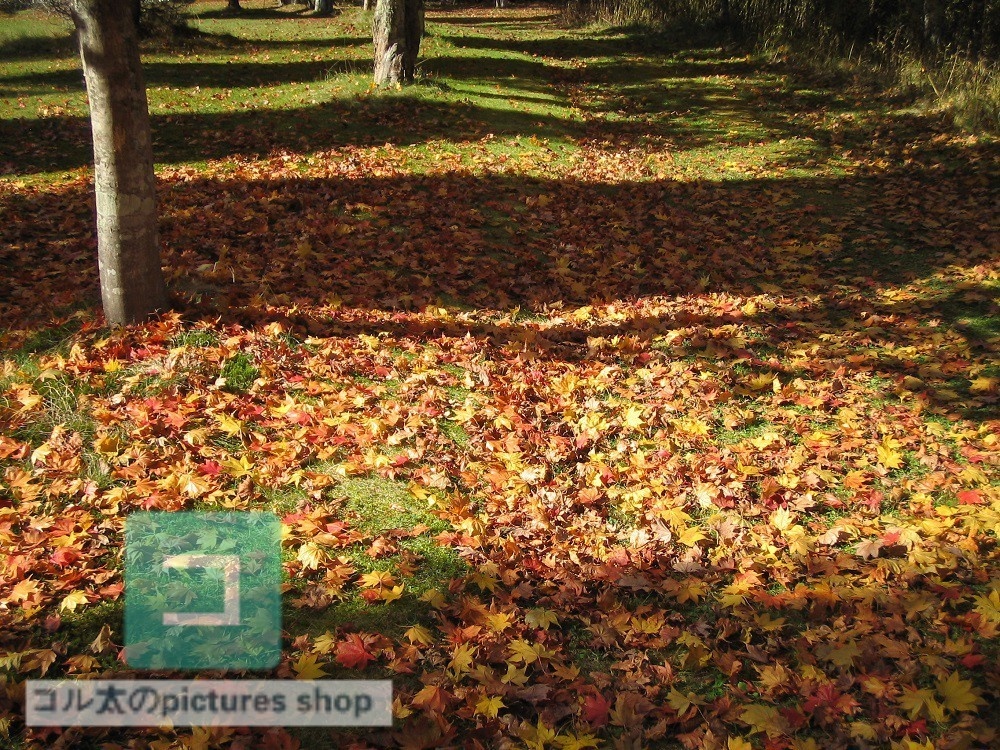 紅葉のある風景②10枚・1セット