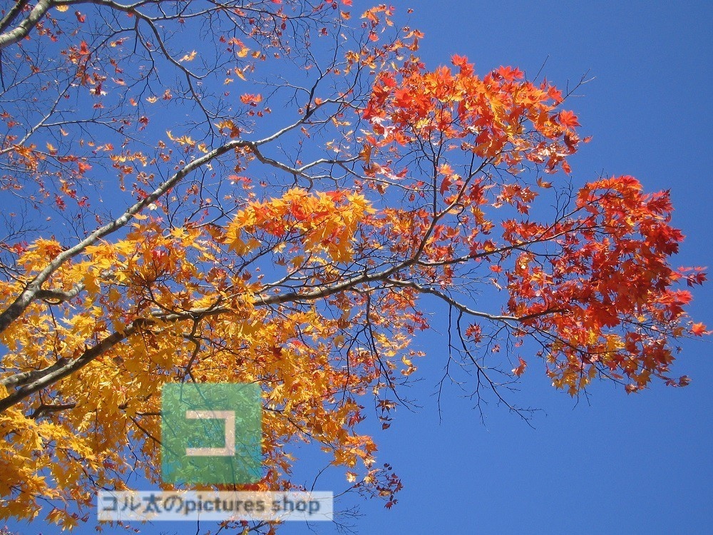 紅葉のある風景②10枚・1セット