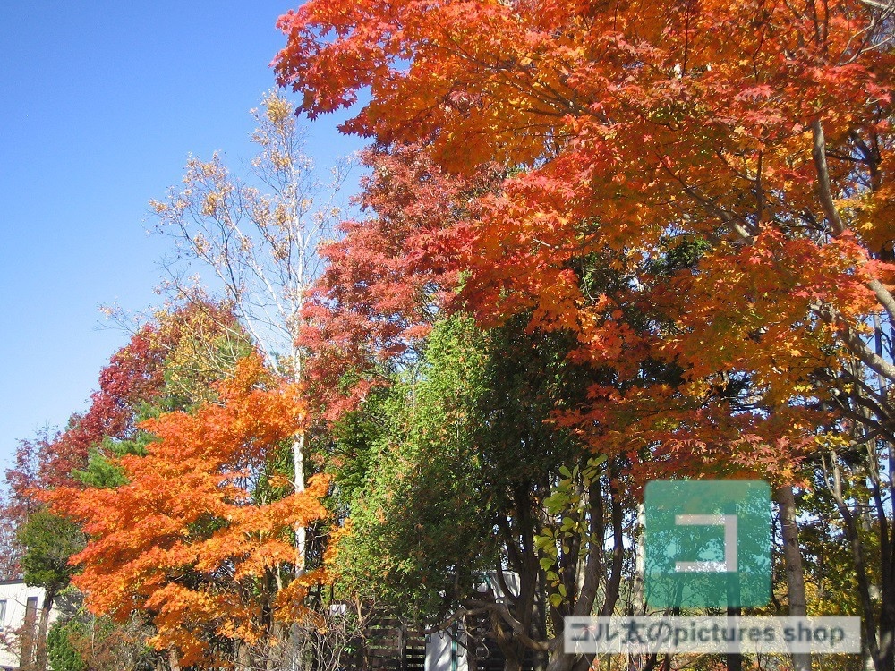 紅葉のある風景②10枚・1セット