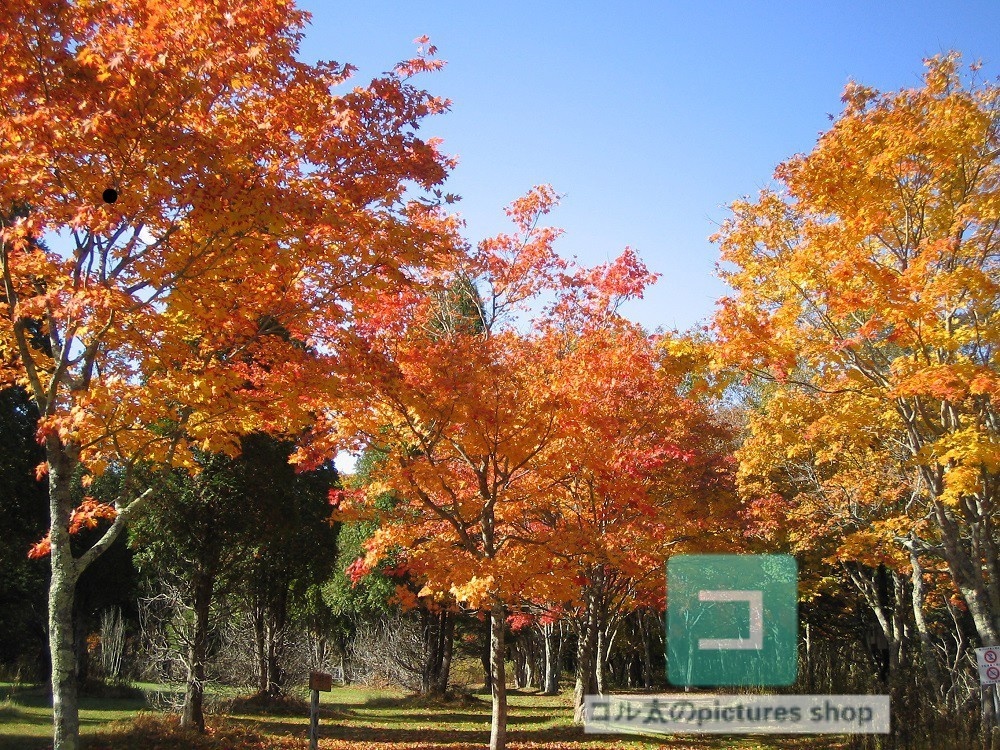 紅葉のある風景②10枚・1セット