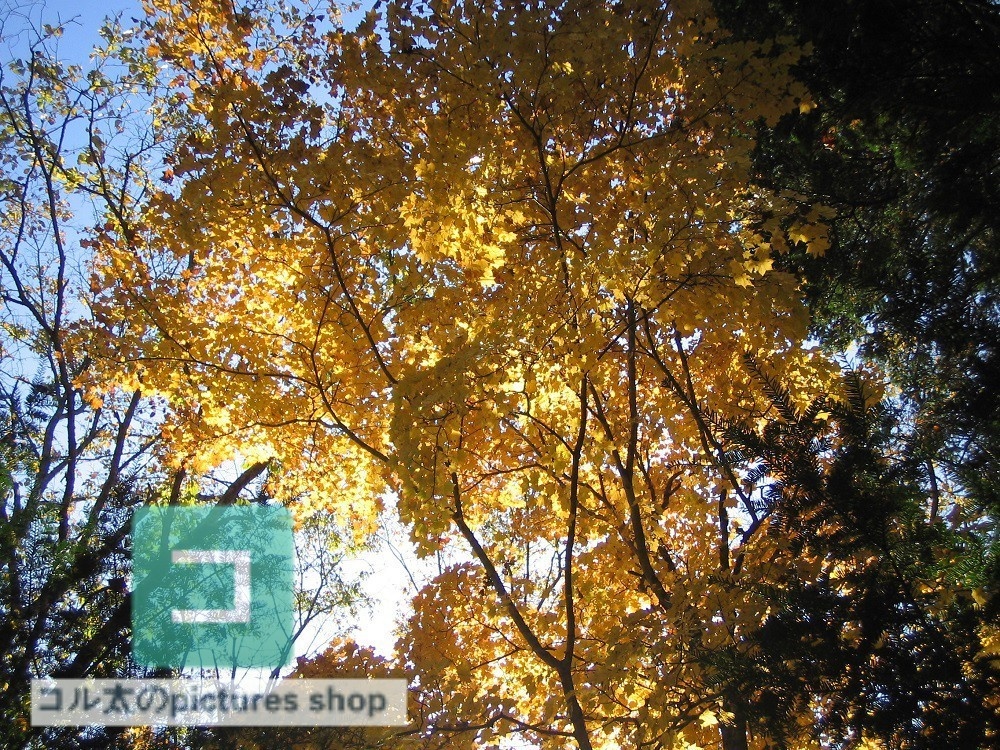 紅葉のある風景②10枚・1セット