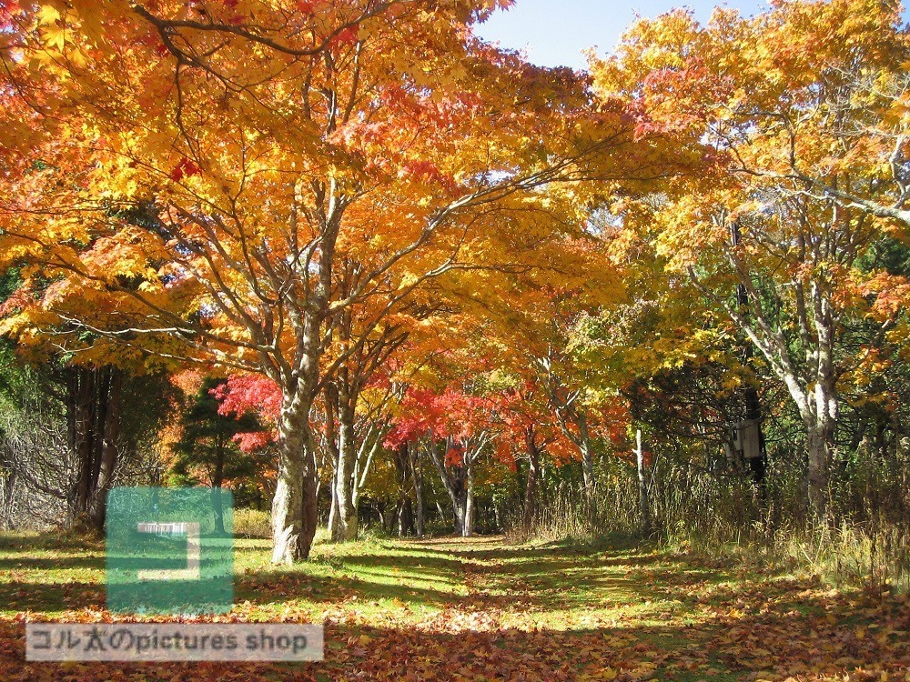 紅葉のある風景②10枚・1セット
