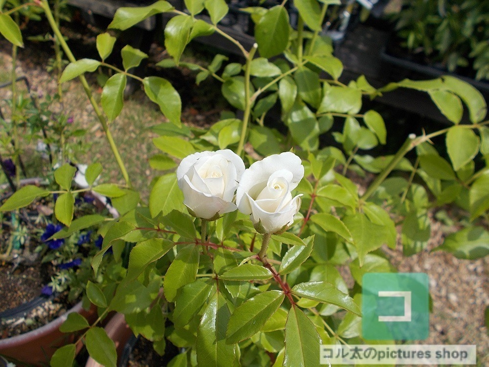 花(蕾)の画像①10枚・1セット