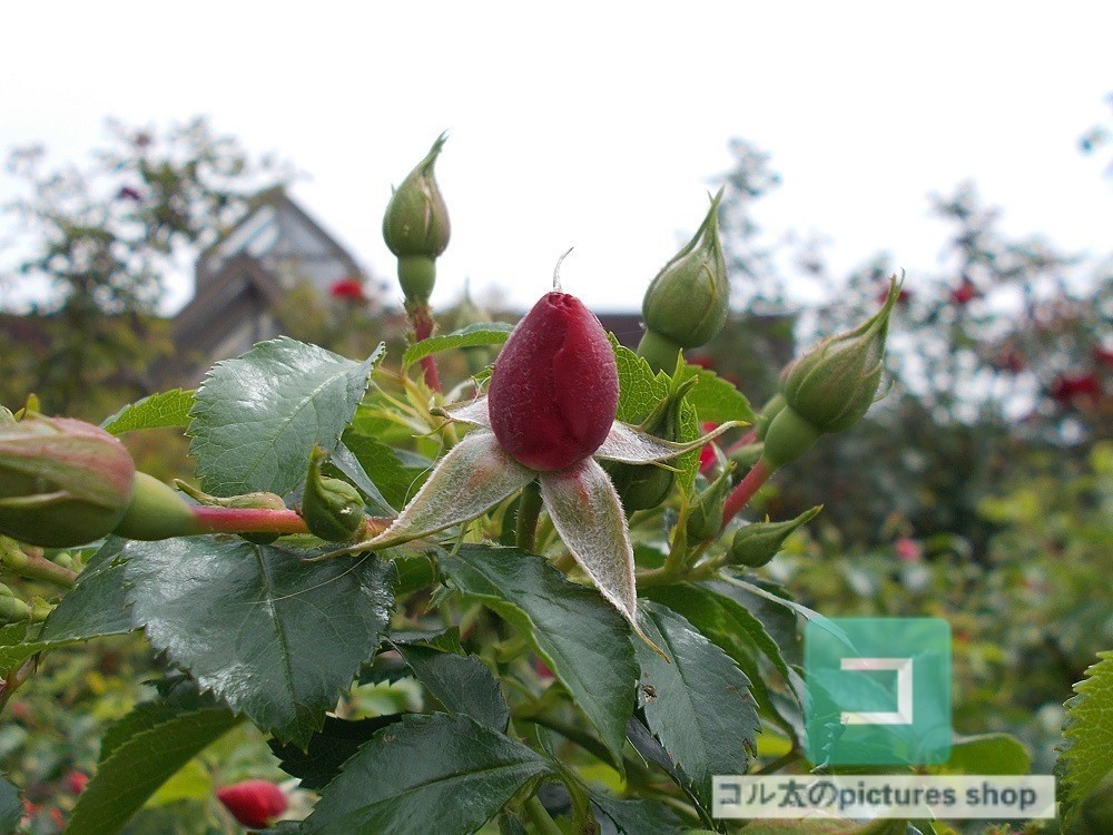 花(蕾)の画像①10枚・1セット