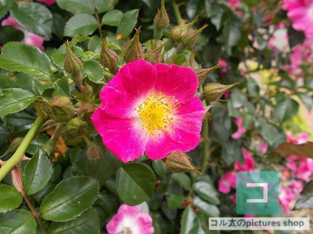花(蕾)の画像①10枚・1セット