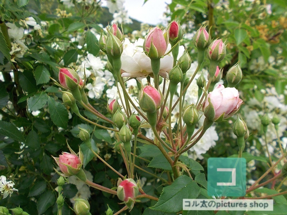 花(蕾)の画像①10枚・1セット