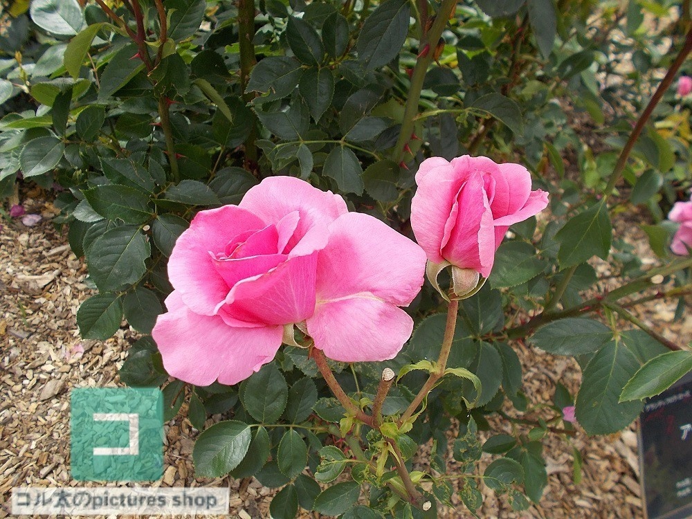 花(蕾)の画像①10枚・1セット