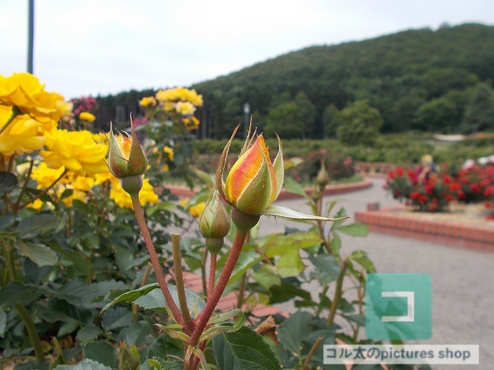 花(蕾)の画像①10枚・1セット