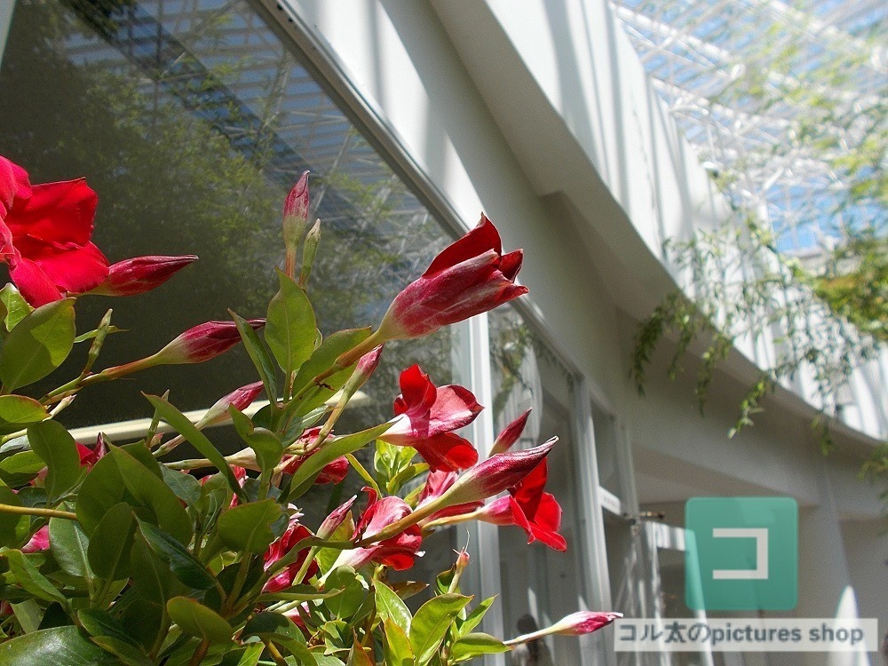 花(蕾)の画像①10枚・1セット