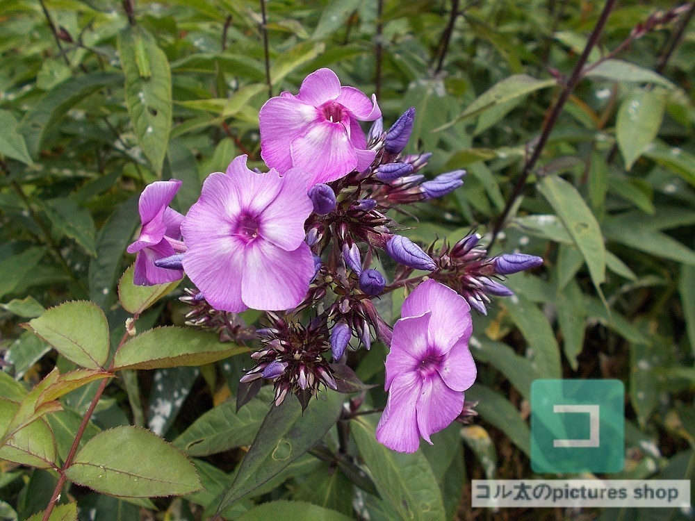 花(蕾)の画像①10枚・1セット