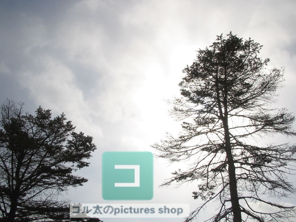 冬の風景・木①10枚・1セット