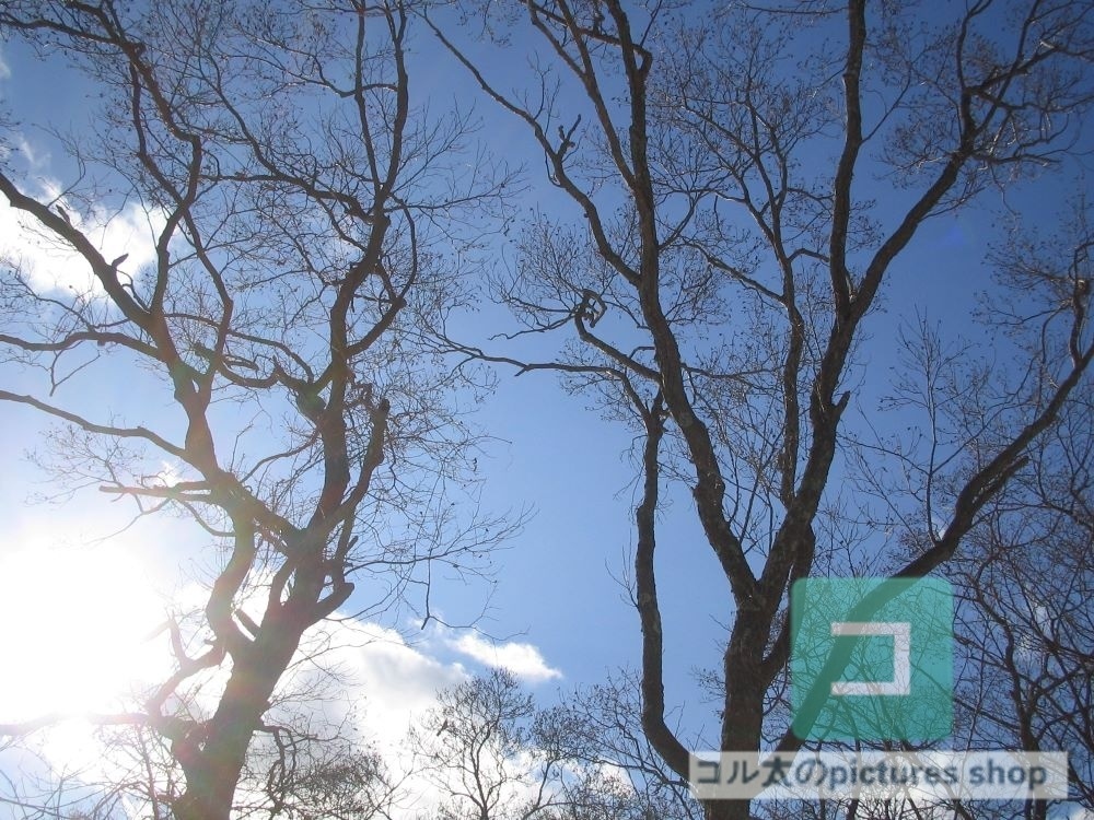 冬の風景・木①10枚・1セット