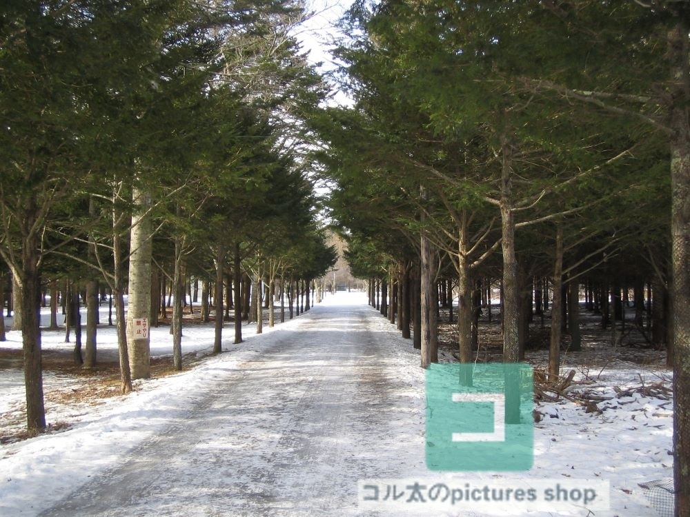 冬の風景・木①10枚・1セット