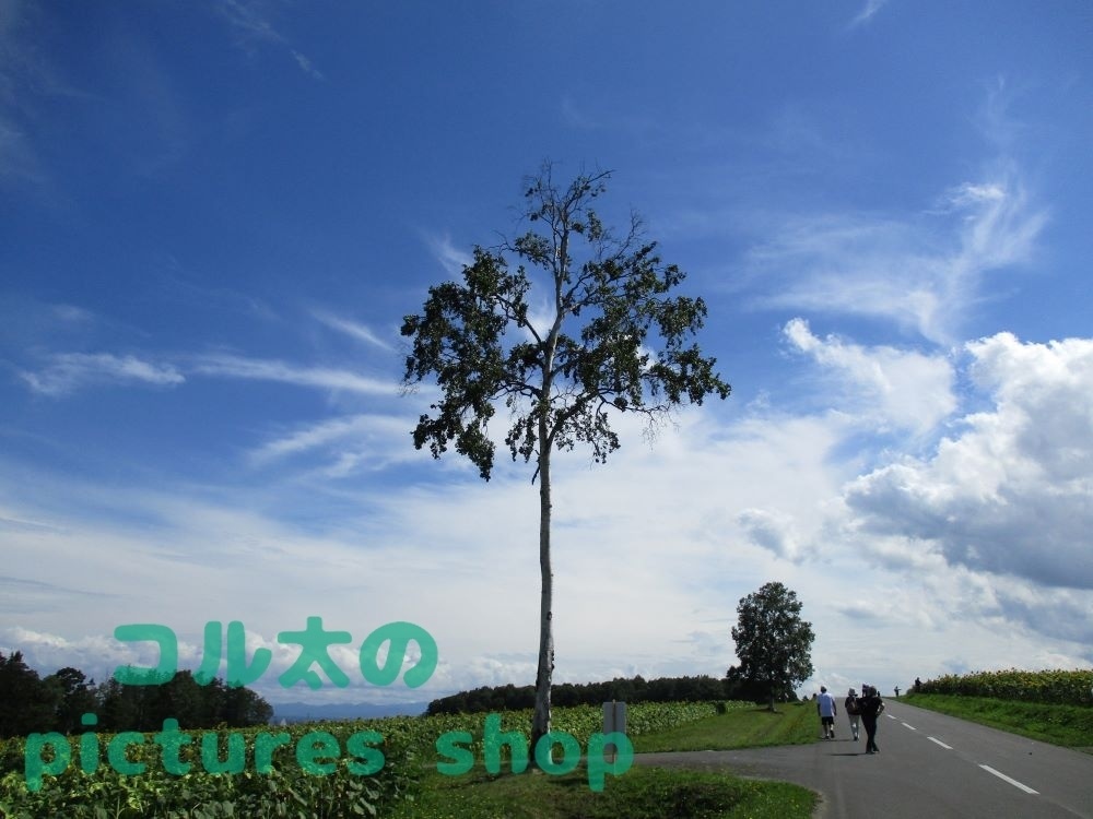 夏空とヒマワリ畑の風景(10枚・1セット)