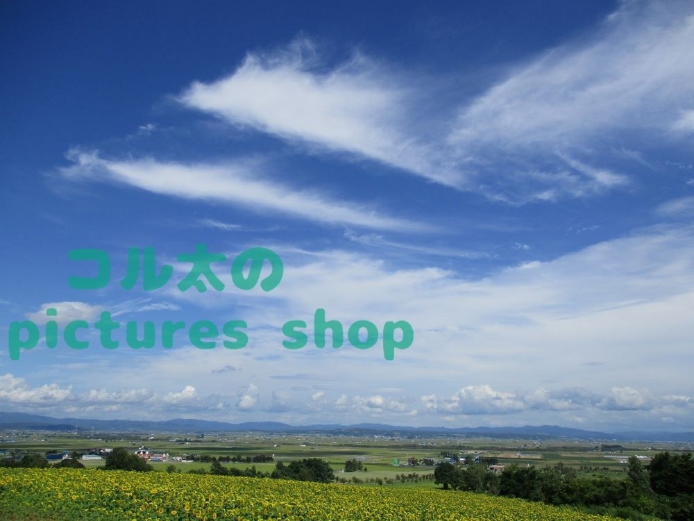 夏空とヒマワリ畑の風景(10枚・1セット)