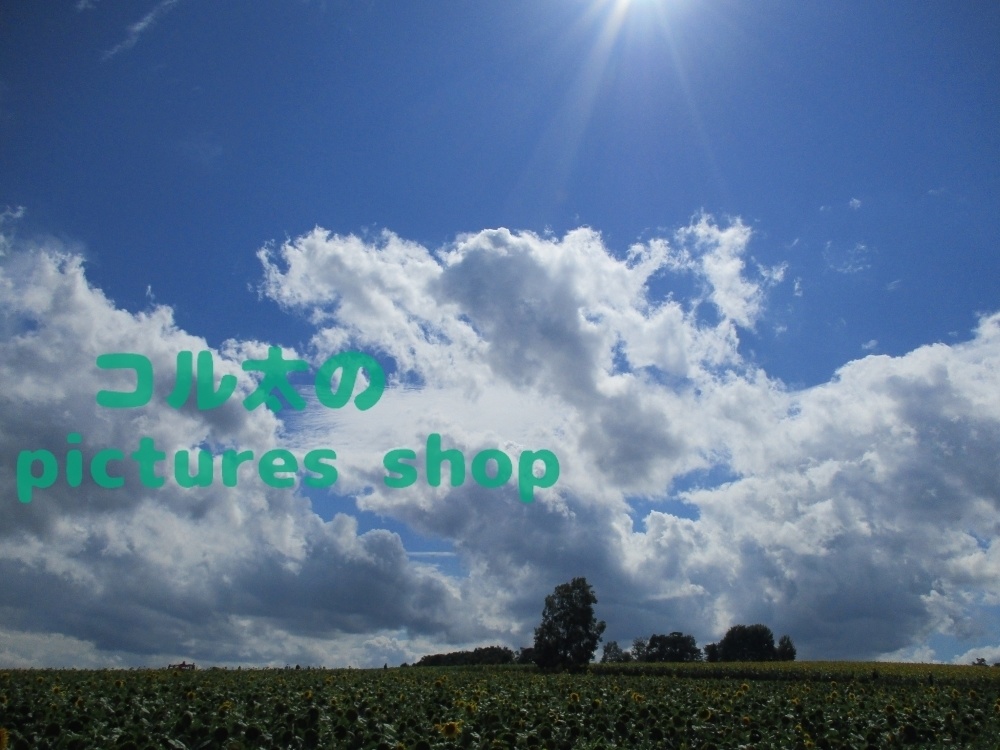 夏空とヒマワリ畑の風景(10枚・1セット)