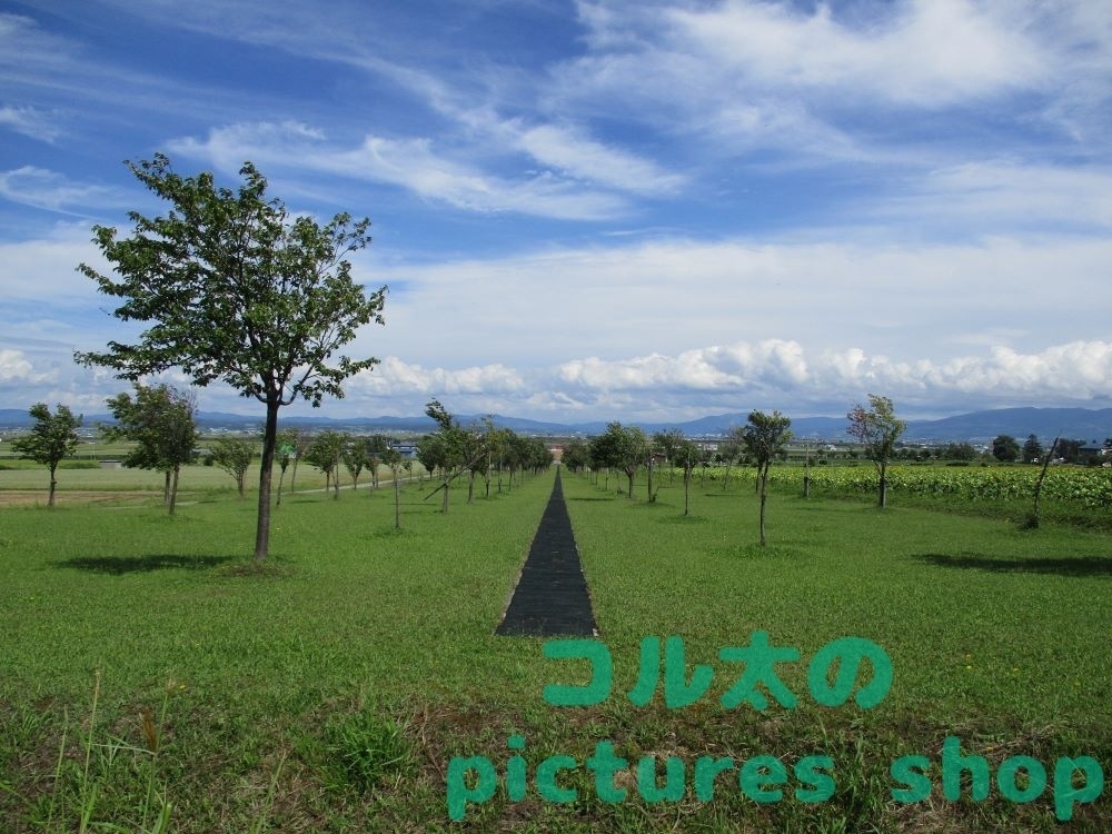 夏空とヒマワリ畑の風景(10枚・1セット)