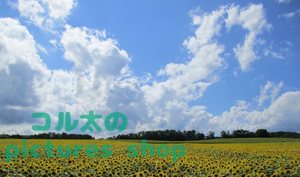 夏空とヒマワリ畑の風景（10枚・1ｾｯﾄ）